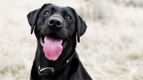 A black labrador dog smiles with its tongue out 