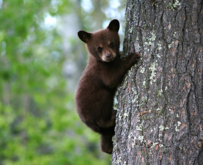 A young brown bear in a tree