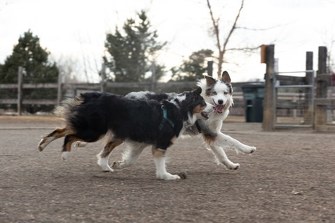 dogsrunninginpark.jpg
