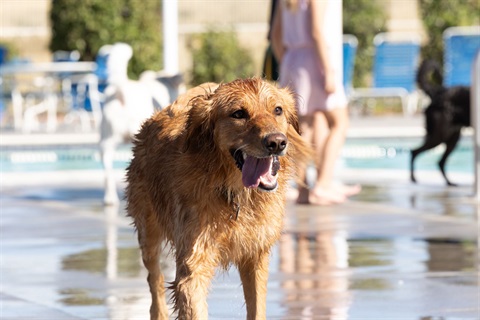 wet dog wagging his tongue and running alongside the pool