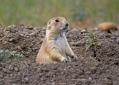 prairie-dog-350-x-250-px_crop.png